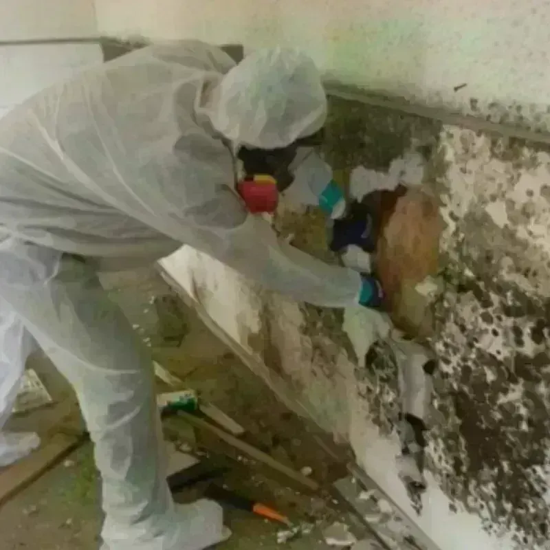 Mold Remediation and Removal in Johnston, RI